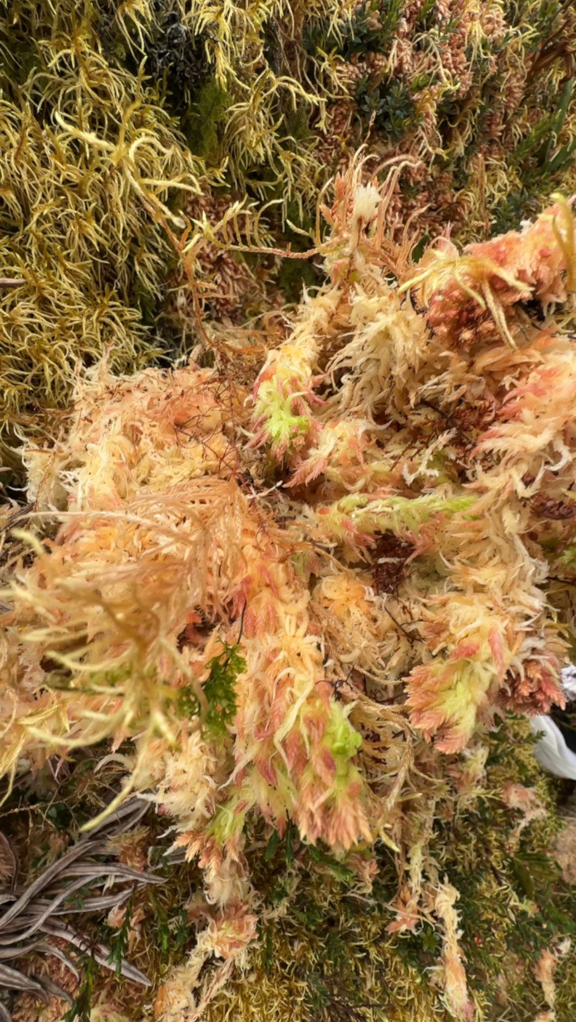 水苔（Sphagnum Moss）